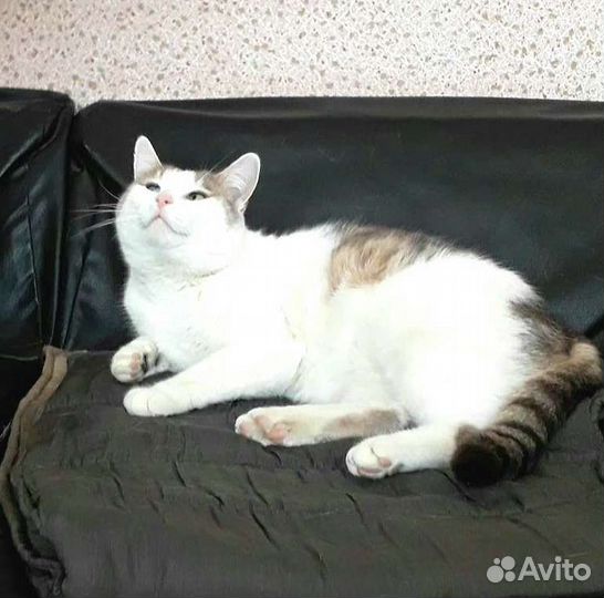 Кот бесплатно в добрые руки