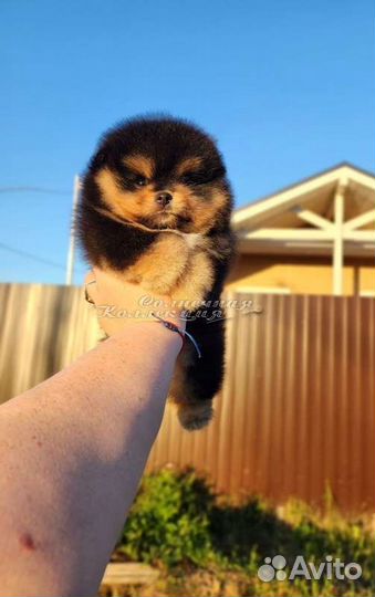 Шпиц померанский девочка из племенного питомника