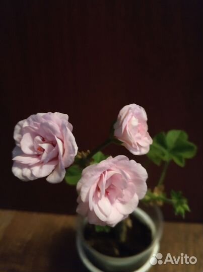 Пеларгония герань сортовая