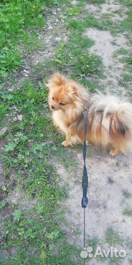 Немецкий шпиц