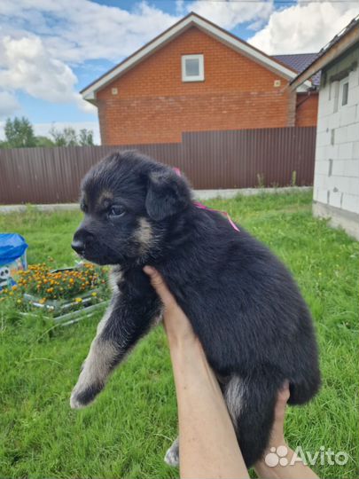 Восточно европейская овчарка