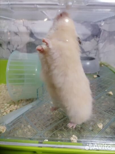 Сирийский хомяк