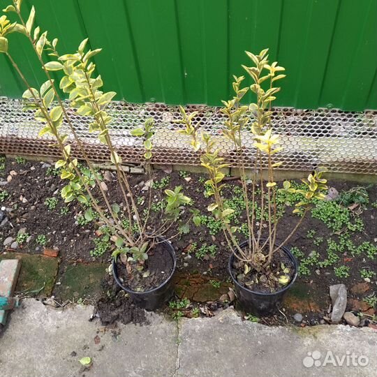 Дерен. Бирючина вариегатная. Спирея грефшейн