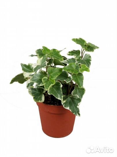 Комнатный плющ Хедера вариегатный