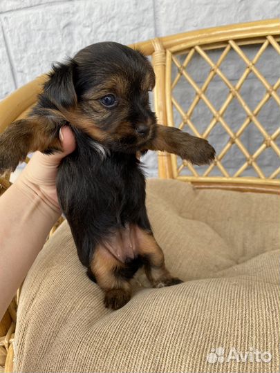 Йоркширский терьер