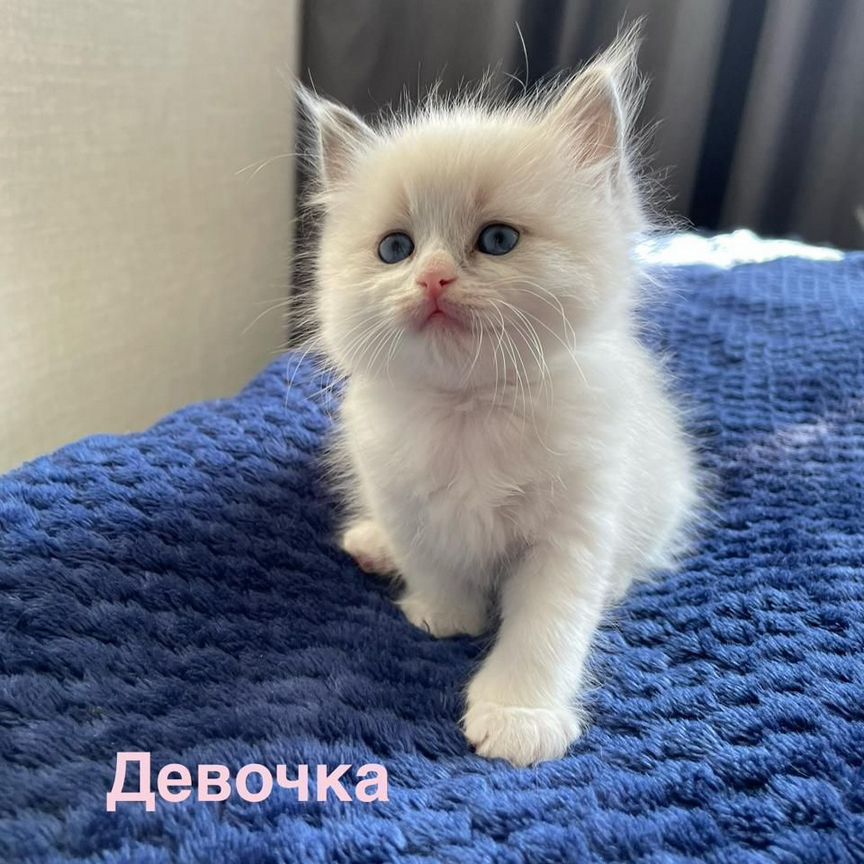 Котятки