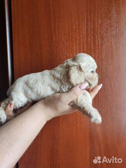 Кокер спаниель американский