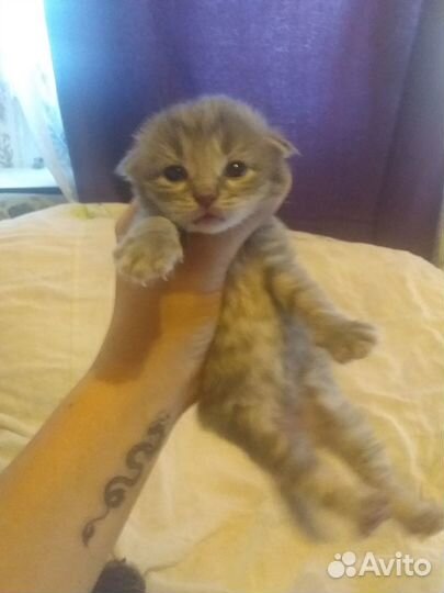 Отдам в добрые руки котят