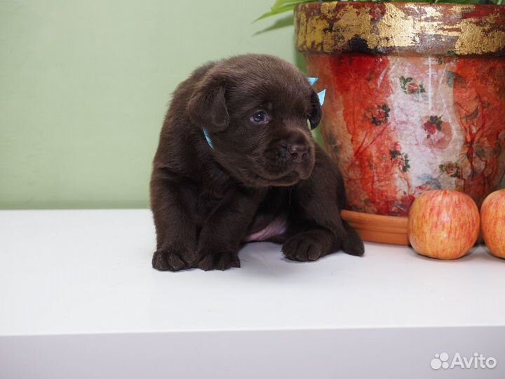 Великолепные щенки Лабрадора