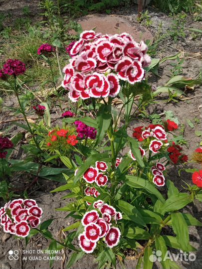 Цветы рассада