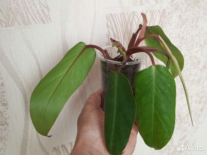 Филодендроны и другие цветы