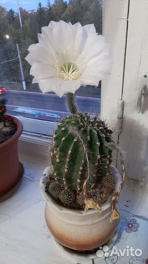 Кактус цветущий