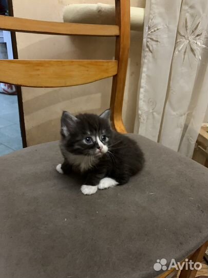 Британский кот