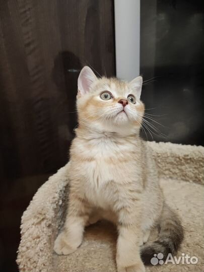 Шотландские котята