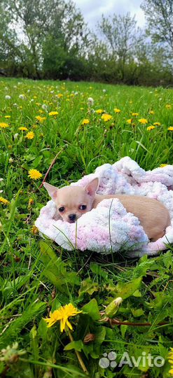 Щенки чихуахуа мини