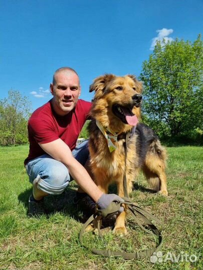 Собака в добрые руки отдам бесплатно