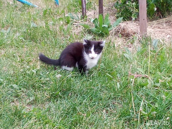 Котенок. Монохромный разбойник. Мальчишка