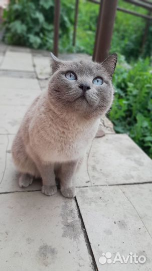 Нашлась сиамская кошечка