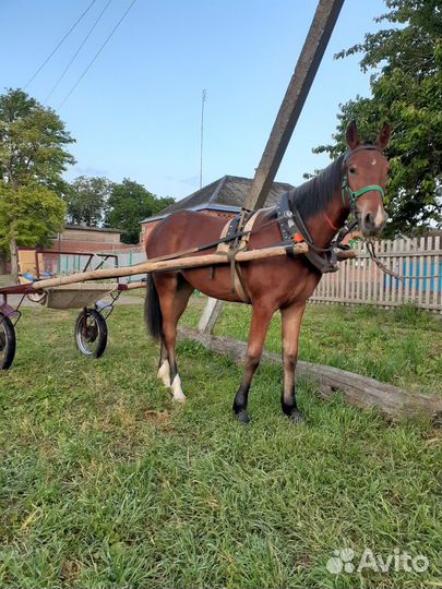 Племенная Орловская кобылка