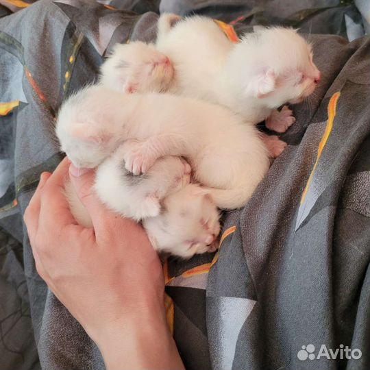 Кот и две кошки