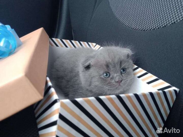 Шотландский вислоухий котенок