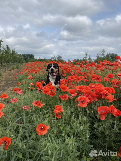 Большой швейцарский зенненхунд