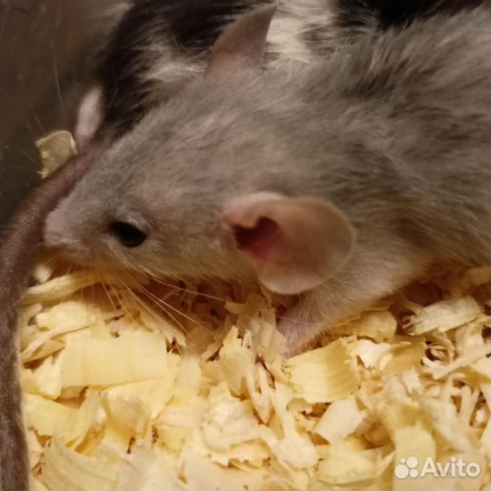 Крысята Дамбо