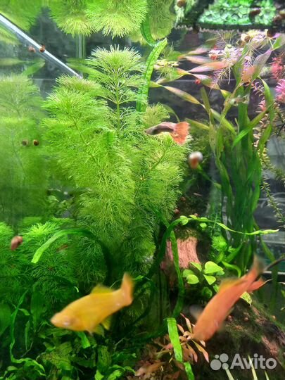 Растение Кабомба