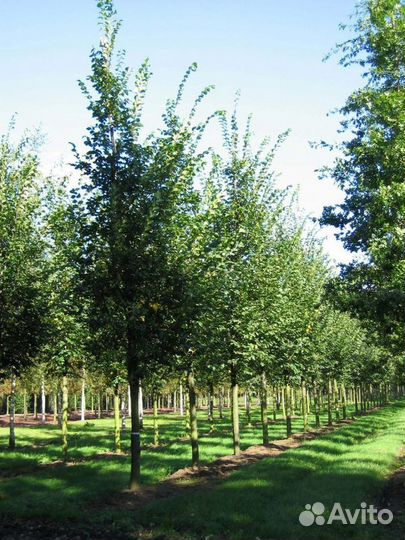 Вяз шершавый/300-350 см о/с 18-20