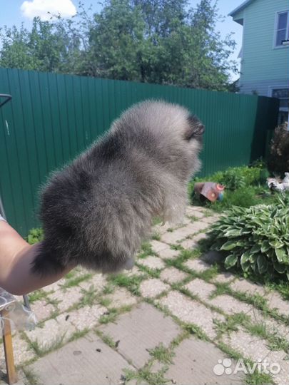 Померанский шпиц