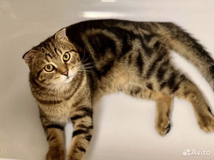 Продам шотладского мальчика