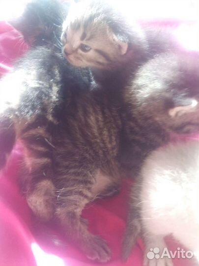 Котята помесь