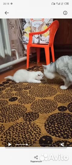 Шотландские вислоухие котята