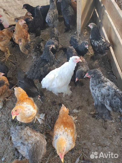 Цыплята и куры брама
