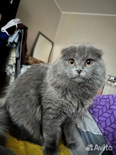 Шотландский котик в добрые руки