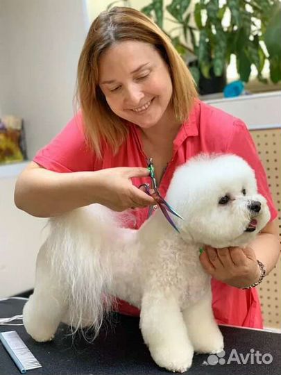 Требуются модели для стрижки собак