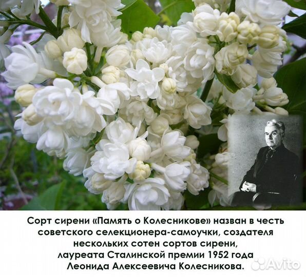 Саженцы сирени, миндаль, жасмин сортовые