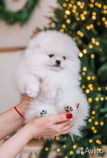 Щенки Белых померанских шпицев