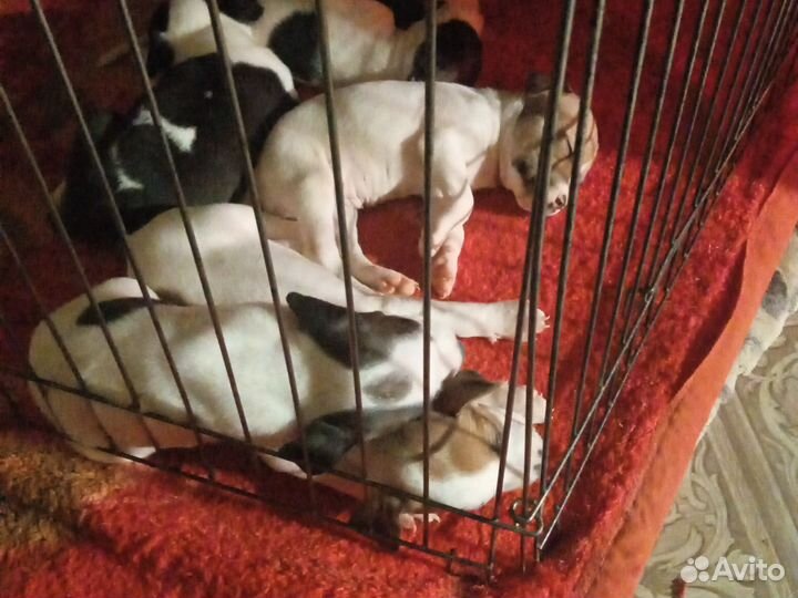 Продажа щенков питбулей
