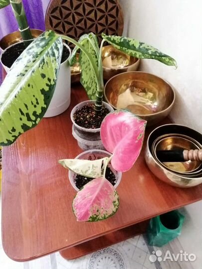 Аглаонема Chang Daeng (Big Leaf)