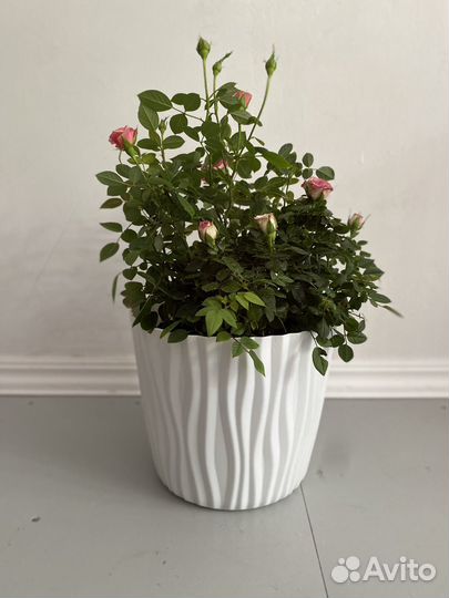 Роза комнатная кардана