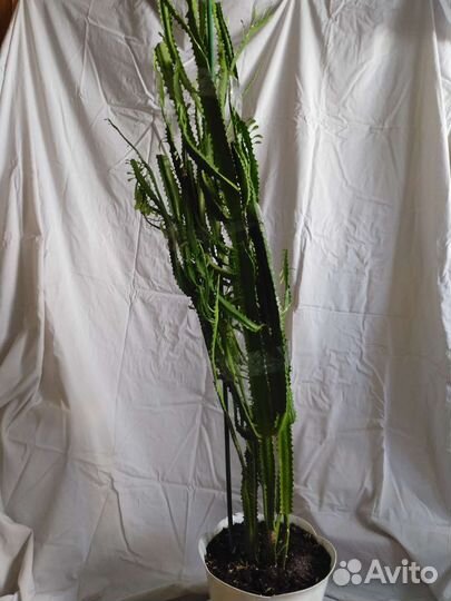 Комнатный цветок молочай