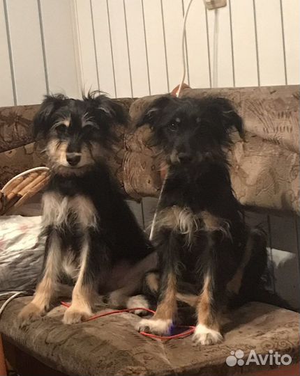 Собаки в добрые руки