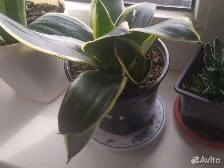 Сансевиерия