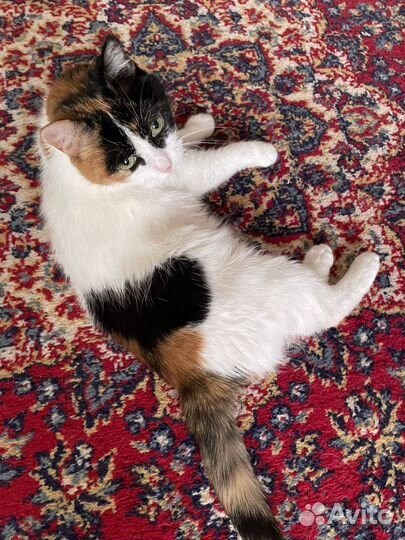 Кошка