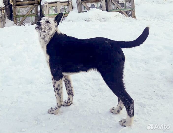 Грэй - очень красивый подросток в дар