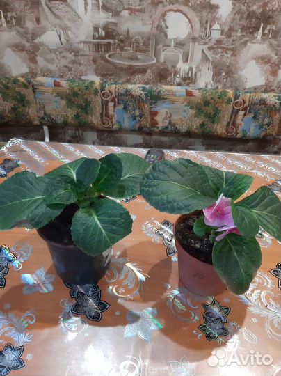 Гортензия крупнолистная ремонтантная