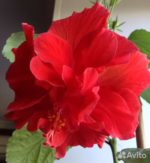 Гибискус китайская роза 1,7 м