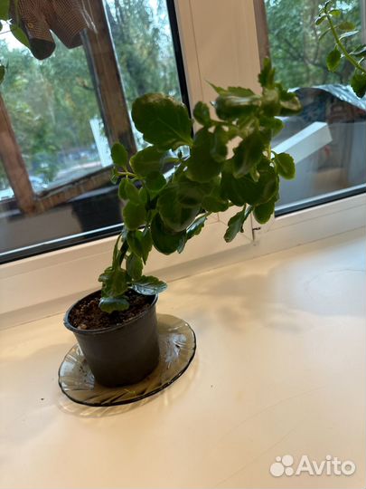 Комнатные цветы