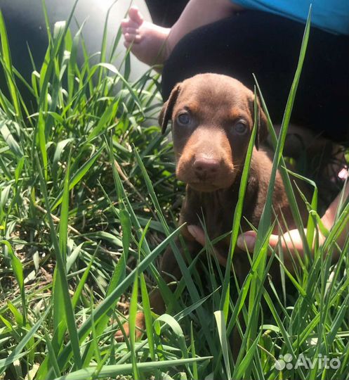 Щенки добермана